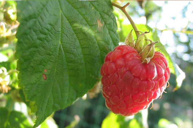 Raspberry Leaf Tea and Pregnancy