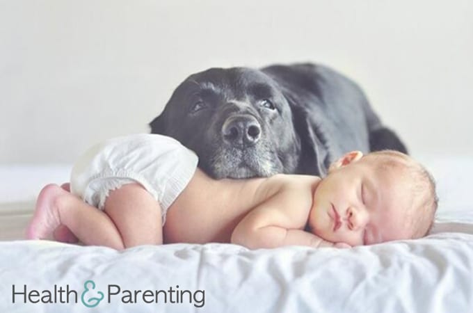 Preparing Your Pet for the Baby